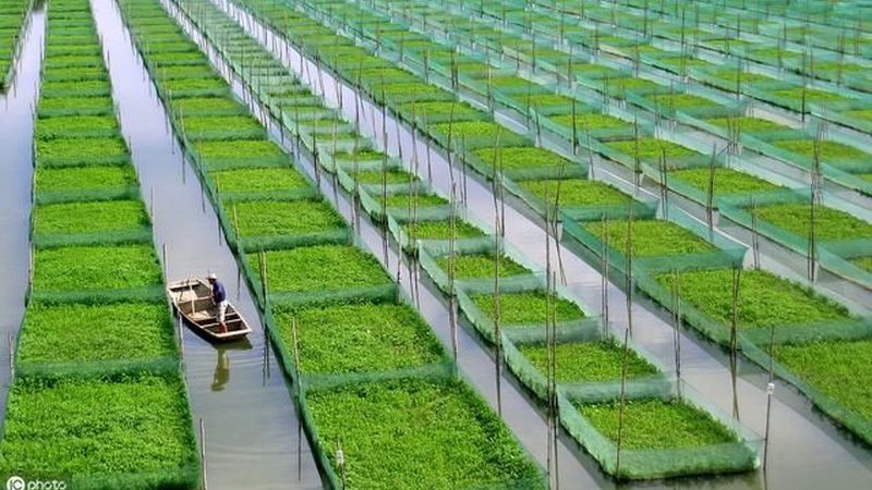 果蔬配送合同范本：餐饮行业供应链的稳固基石**