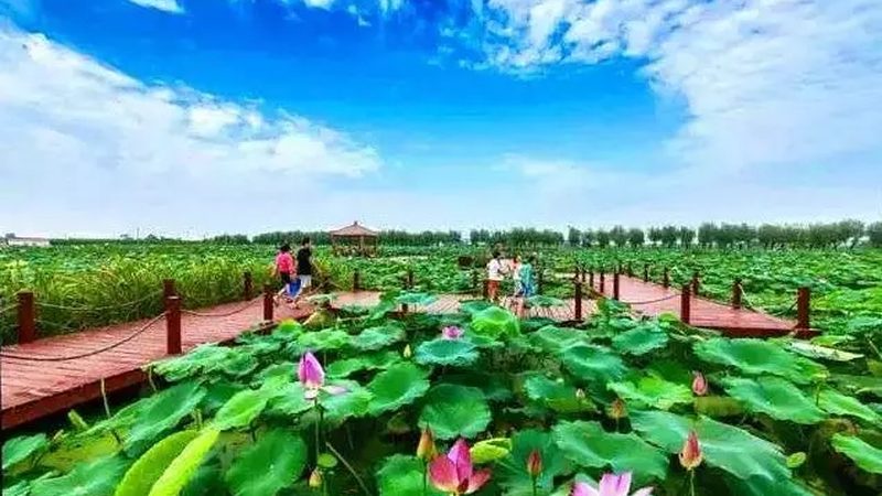 休闲农业园区批发运营，如何打造高效供应链**