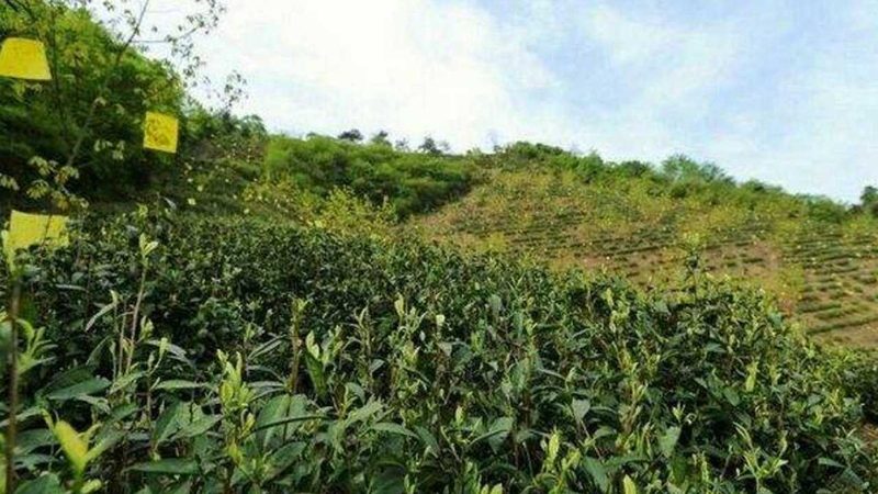 农产品配送报价单，如何看懂其中的门道？**