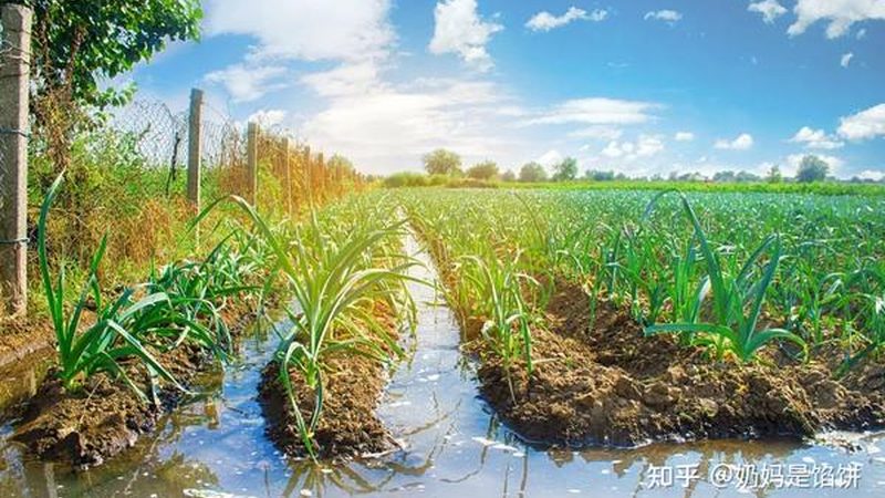 现代农业产业园建设：从规划到落地的关键步骤**