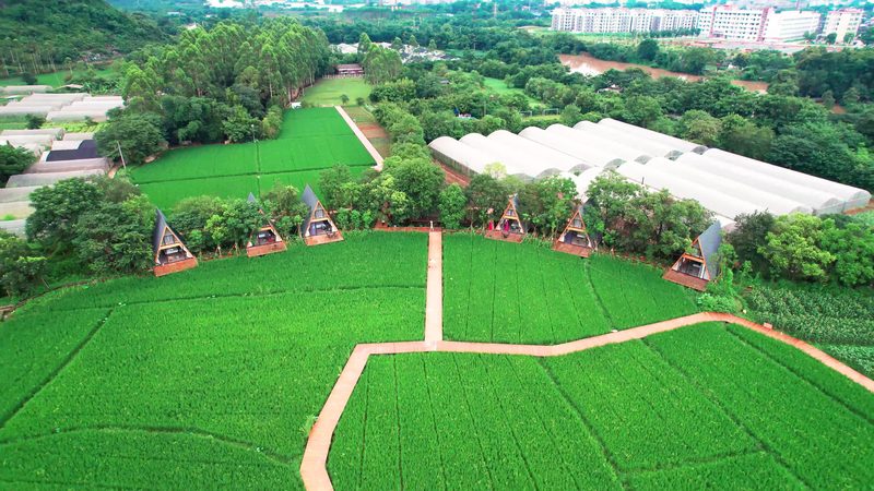 菜市场批发价查询秘籍：掌握这5招，你也能成为行家**