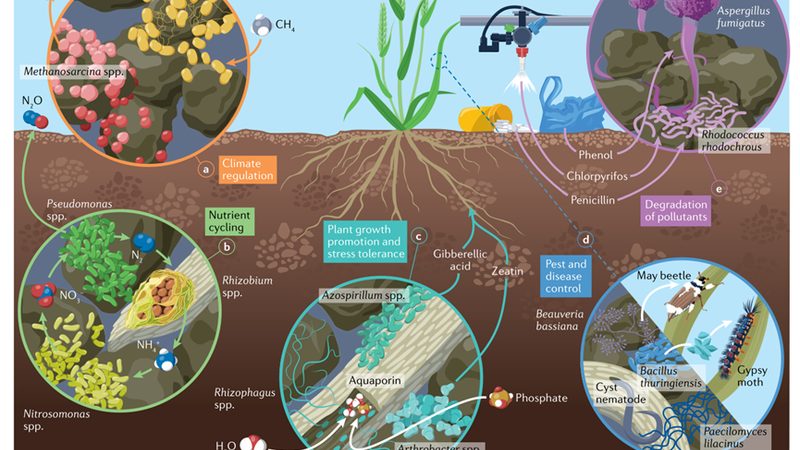 沙土地的“水果乐园”：适合种植的品种及要点