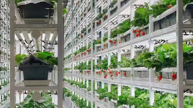小标题：定制方案的必要性